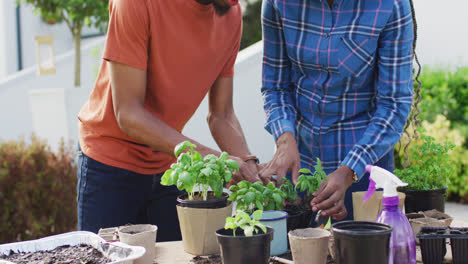 una feliz pareja afroamericana plantando hierbas en el patio trasero