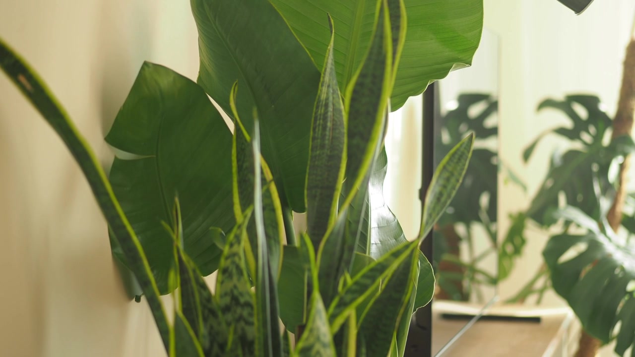 Piante d'appartamento di un verde vibrante, tra cui Sansevieria e Monstera, in una stanza luminosa.