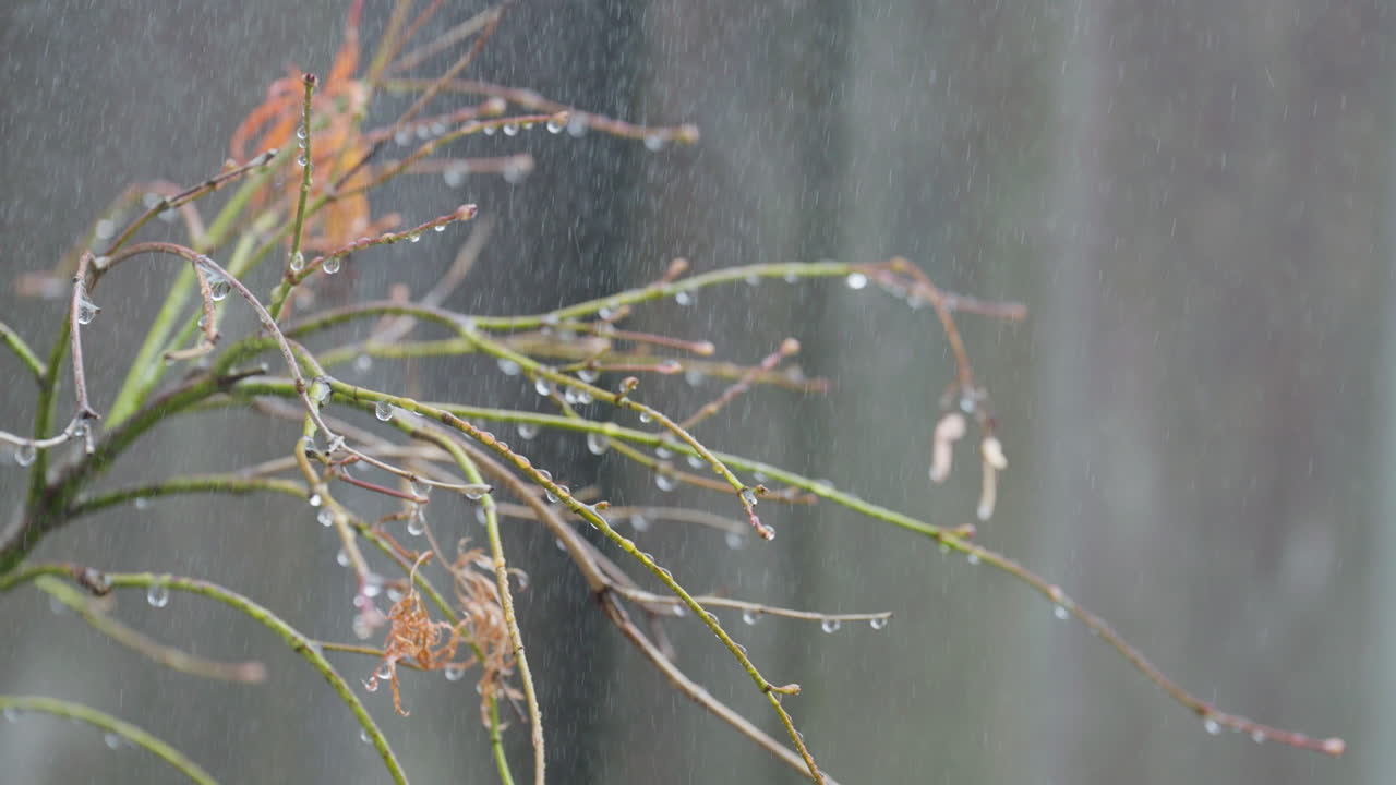 Raindrops on branches create a calming autumn scene with soft focus