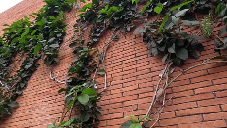 ivy plant expanding over a brick wall surface.