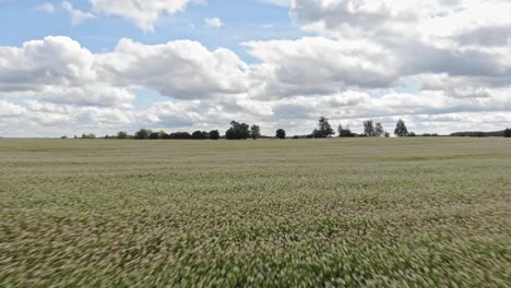 buckwheat field