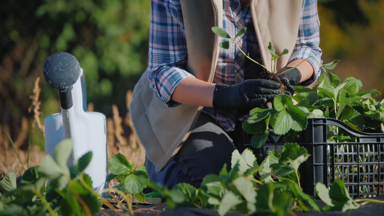 mujer planta una fresa junto a ella una caja con plántulas y una lata de agua