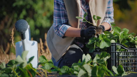 woman plant a strawberry next to it a box with seedlings and a watering can