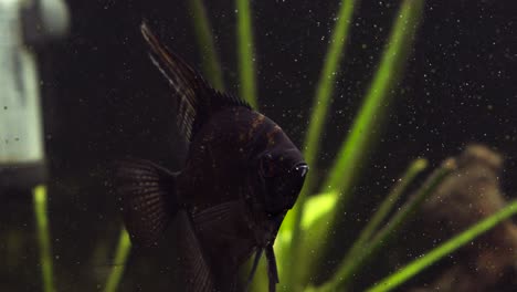 black angelfish in an aquarium