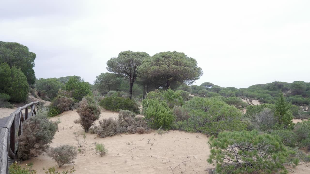 Dunes and vegetation at Doñana National Park, capturing the serene natural habitat.