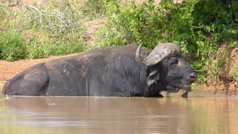 african buffalo eating grass standing the water having a bath in the kruger national park