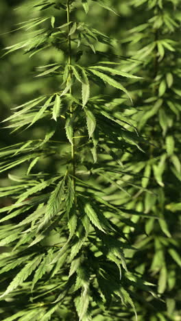 close-up view of cannabis plants