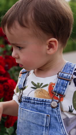 sweet caucasian child walking near the beautiful flower bed. kid touches red roses and looks at camera. vertical video