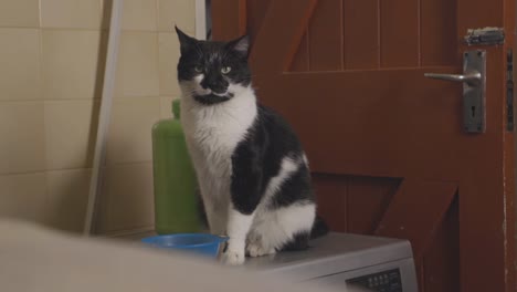 watching funny adorable cat steering at human for food