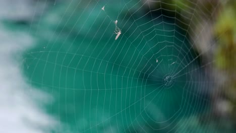 spider web blowing in gentle forest breeze has caught small white fly