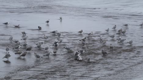 un grupo de gaviotas occidentales bañándose en un arroyo poco profundo que desemboca en el océano
