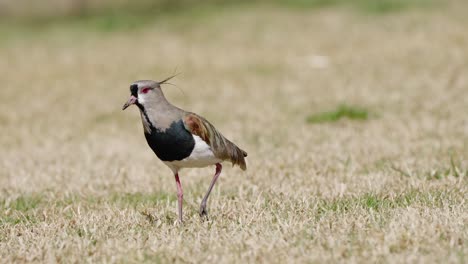 close up shot of hunting southern lapwing on dried grass field in nature