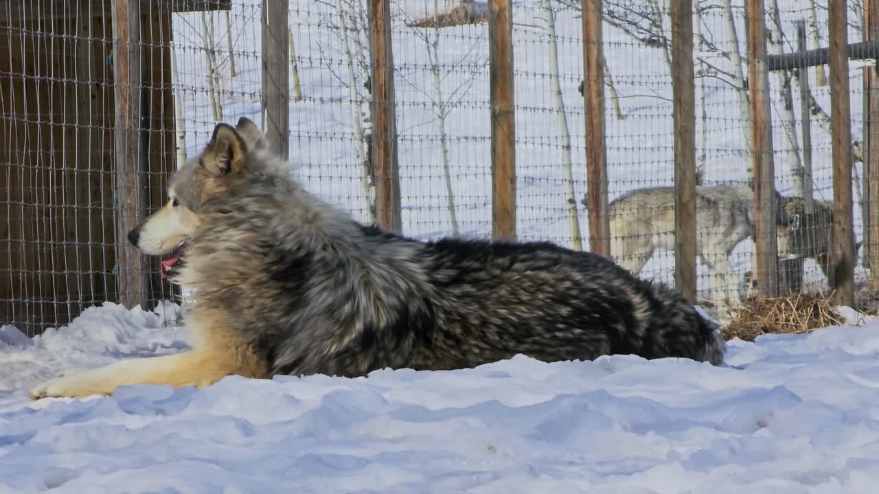 Gray wolf rests in snow near a fenced winter enclosure, capturing a calm wildlife moment with thick fur, alert ears, and a cold forest setting in natural daylight