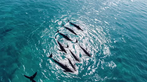 pod of dolphins in the ocean