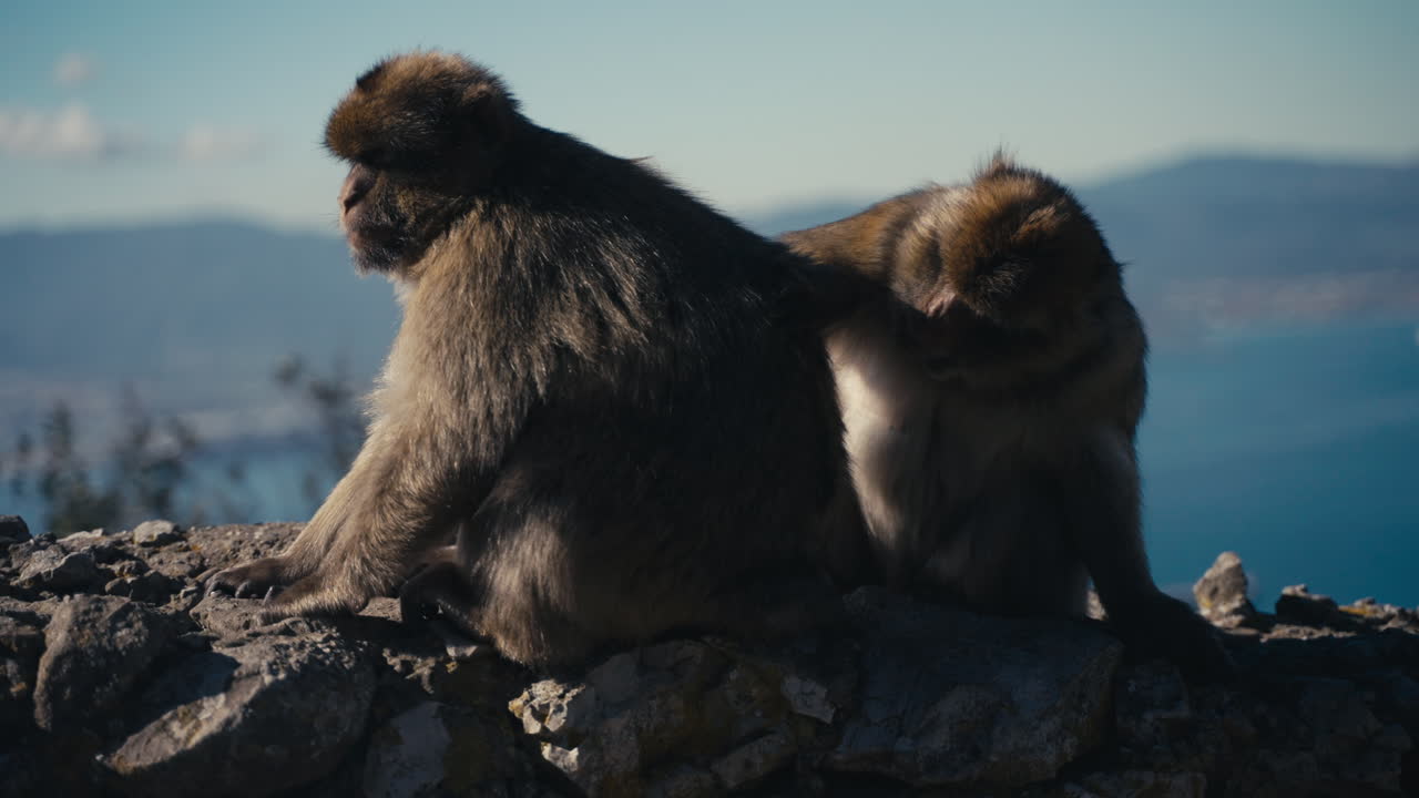 Gibraltar apes rest on the wall
