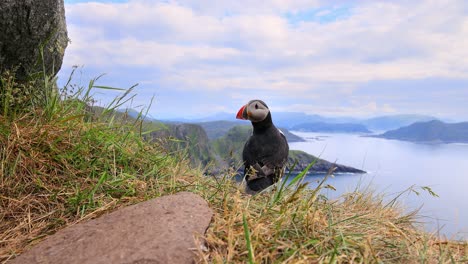 atlantic puffin (fratercula arctica), on the rock on the island of runde (norway).