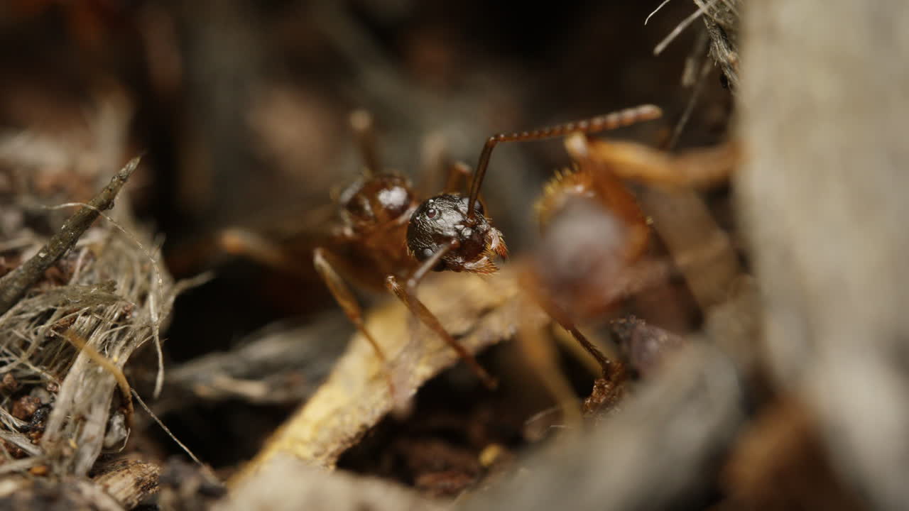 European fire ants (Myrmica rubra) in the earth. Possibly male reproductive ant ready for nuptial flight.