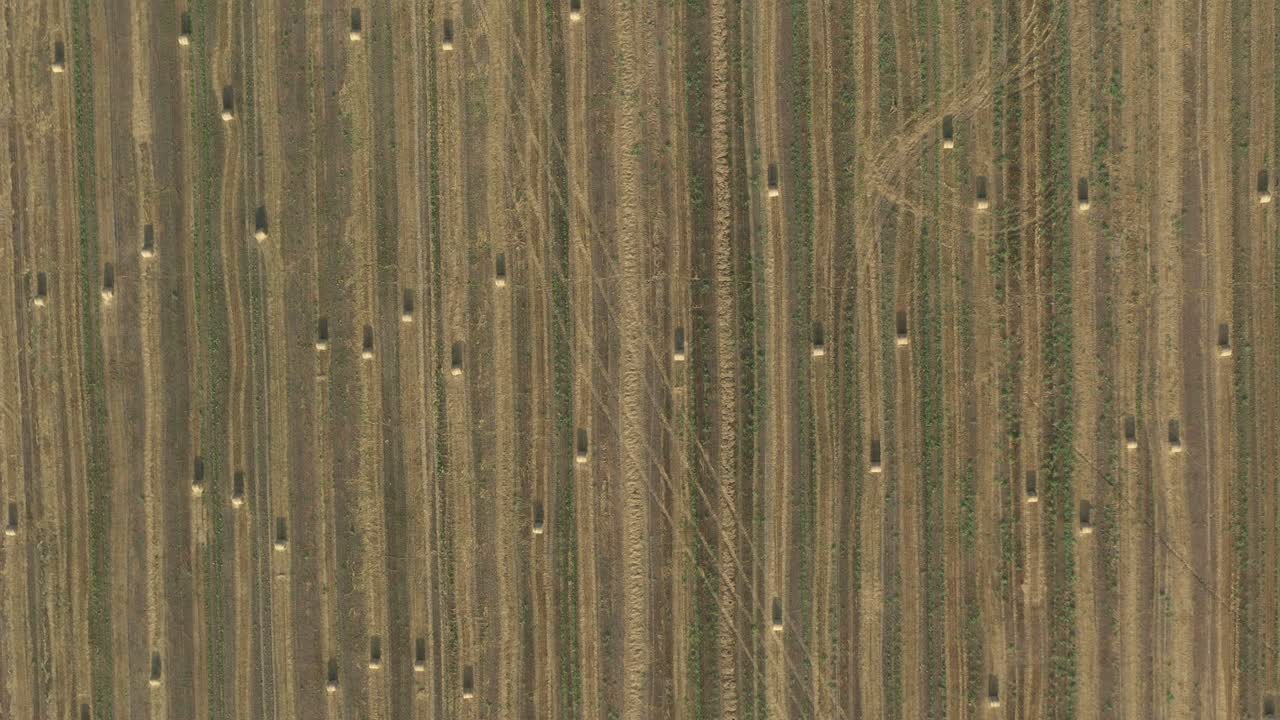 filas de balas de trigo cosechadas de más de 4k video