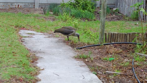 Einzigartiger-Hadida-Vogel-In-Südafrika,-Der-Im-Gras-Nach-Insekten-Und-Würmern-Sucht