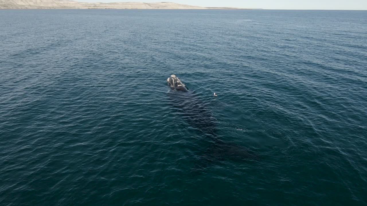 ballena saliendo a respirar en la superficie tranquila, acantilados en el fondo - toma aérea en cámara lenta
