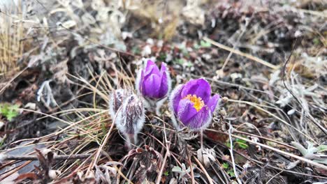 the video showcases the yakutian snowdrop blooming among dry grass and soil