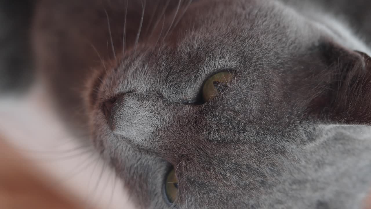 primer plano de un gato gris