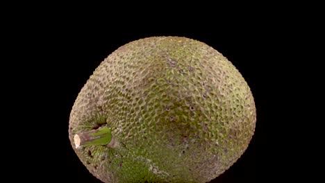 jackfruit isolated on black background rotating on the turntable. close-up demonstration video