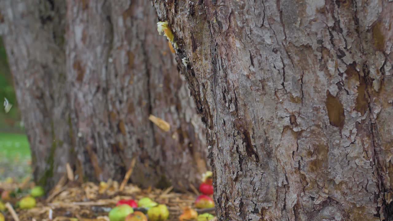 Static slow-motion shot of an apple smashing into a tree and exploding