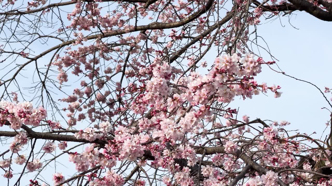 Ripresa media statica di fiori di sakura rosa che sbocciano sui rami contro un cielo sereno.