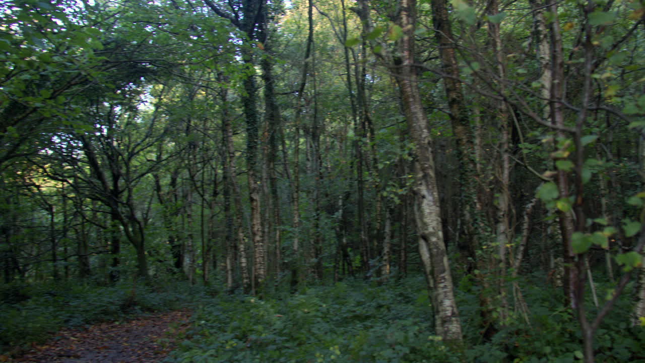 Ampia panoramica da sinistra a destra di un sentiero nel bosco di Lyminge, vicino al parcheggio di Westwood