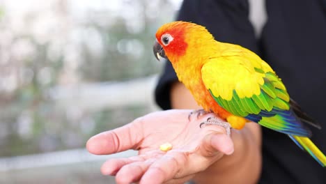 loro interactuando con la mano de una persona