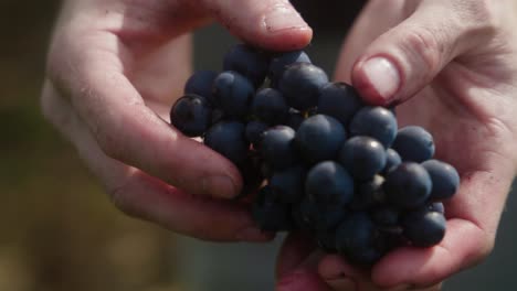 clsoe up shot of hands holding a black grape during grape harvest season in france