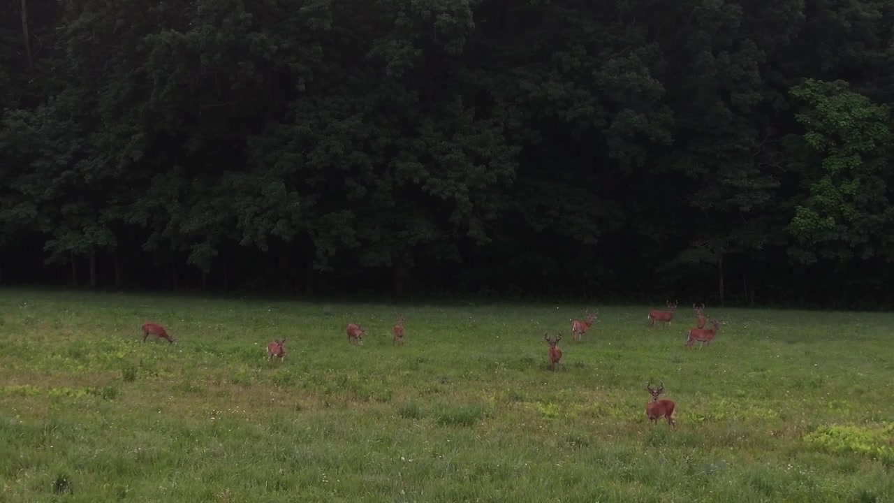 Cervi al pascolo in un campo all'alba, vista drone