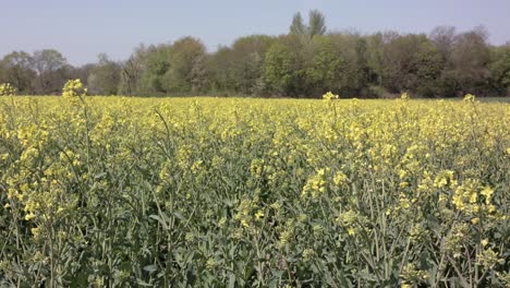 Wide-slow-trucking-shot-showing-a-field-of-rapeseed-plants-with-yellow-blossom,-bright-sunny-day