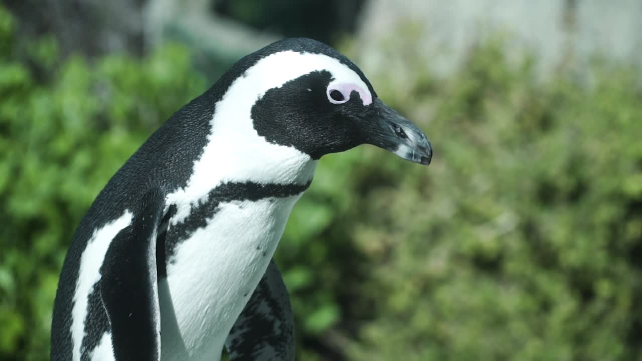 lindo pingüino africano en la playa de boulders en la península de ciudad del cabo, sudáfrica