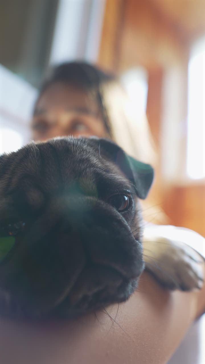 persona que sostiene un cachorro de pug
