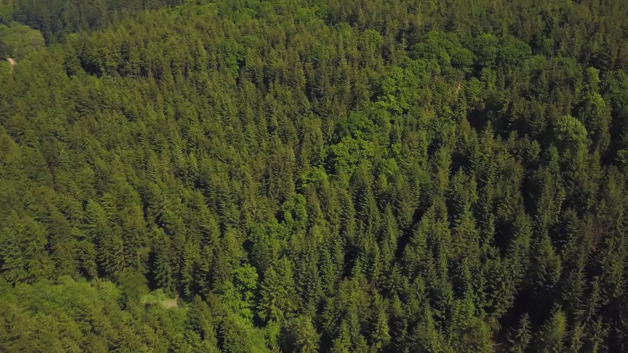 elevándose por encima de los árboles en el gran bosque forrest, somerset, reino unido