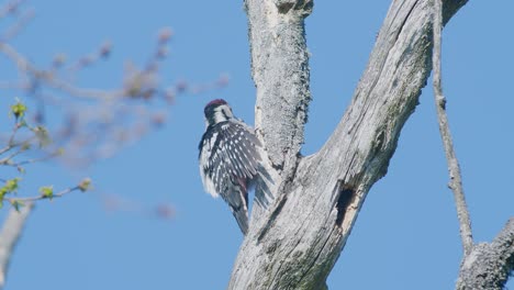 Pájaro-Carpintero-De-Lomo-Blanco-Picoteando-Un-árbol,-Haciendo-Ruido-En-La-Temporada-De-Apareamiento-De-Primavera