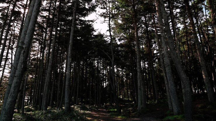 Alberi alti in una foresta con bagliori di luce solare attraverso la chioma.