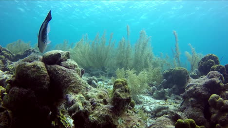 A-tropical-fish-biting-the-stone.-Reef-life