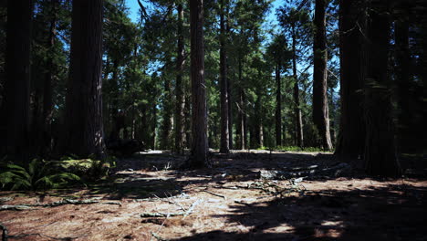 Early-morning-sunlight-in-the-Sequoias-of-Mariposa-Grove