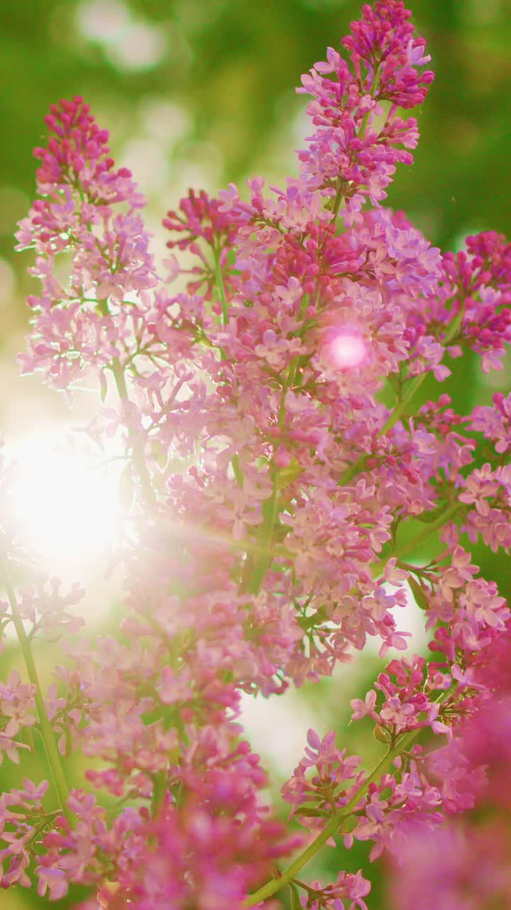 Soft pink blooms sway gently in sunlight. Lush green background glows with golden light. Sunbeams pierce through petals, creating radiant flares. Nature's delicate beauty bathes in warm, golden glow
