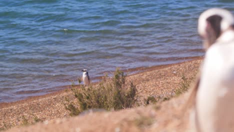 Kinoaufnahme-Mit-Mehreren-Fokusverschiebungen-Von-Den-Pinguinen-Auf-Der-Klippe,-Die-Sich-Putzen,-Zu-Dem-Pinguin,-Der-Aus-Dem-Wasser-Auftaucht,-Und-Zurück-Zur-Klippe