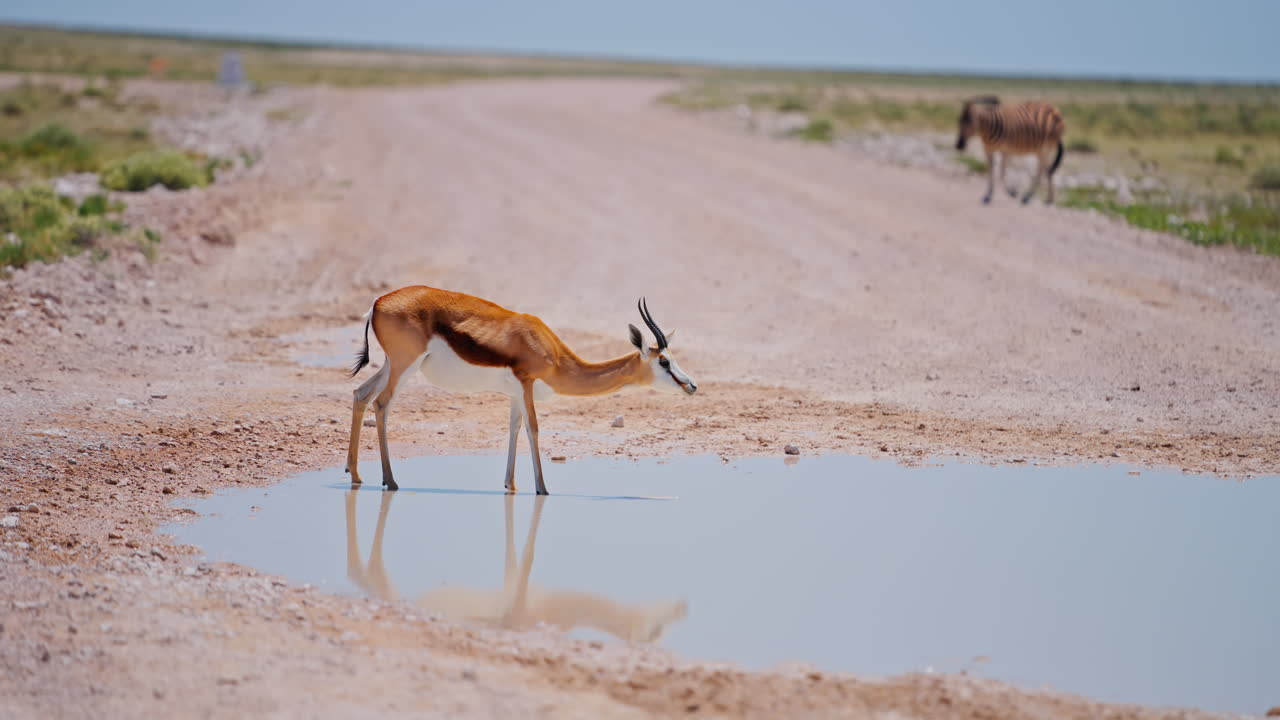 Springbok Drinking at a Waterhole in the African Savanna