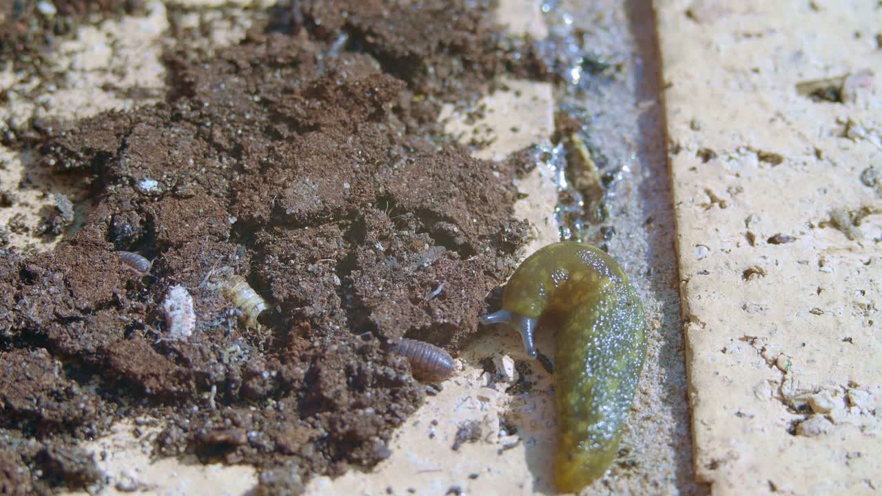 벌레 와 무서운 기생충 - 근접 촬영