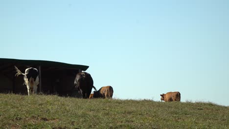 cattle feeding on the fresh green grass in anseong farmland in seoul, south korea - low angle shot