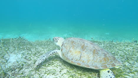 tortuga de mar, culebra, puerto rico