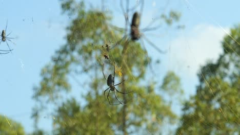 handheld shot of nephila antipodiana wheel web spiders from bali indonesia in the area of mount batur with large spider web in nature