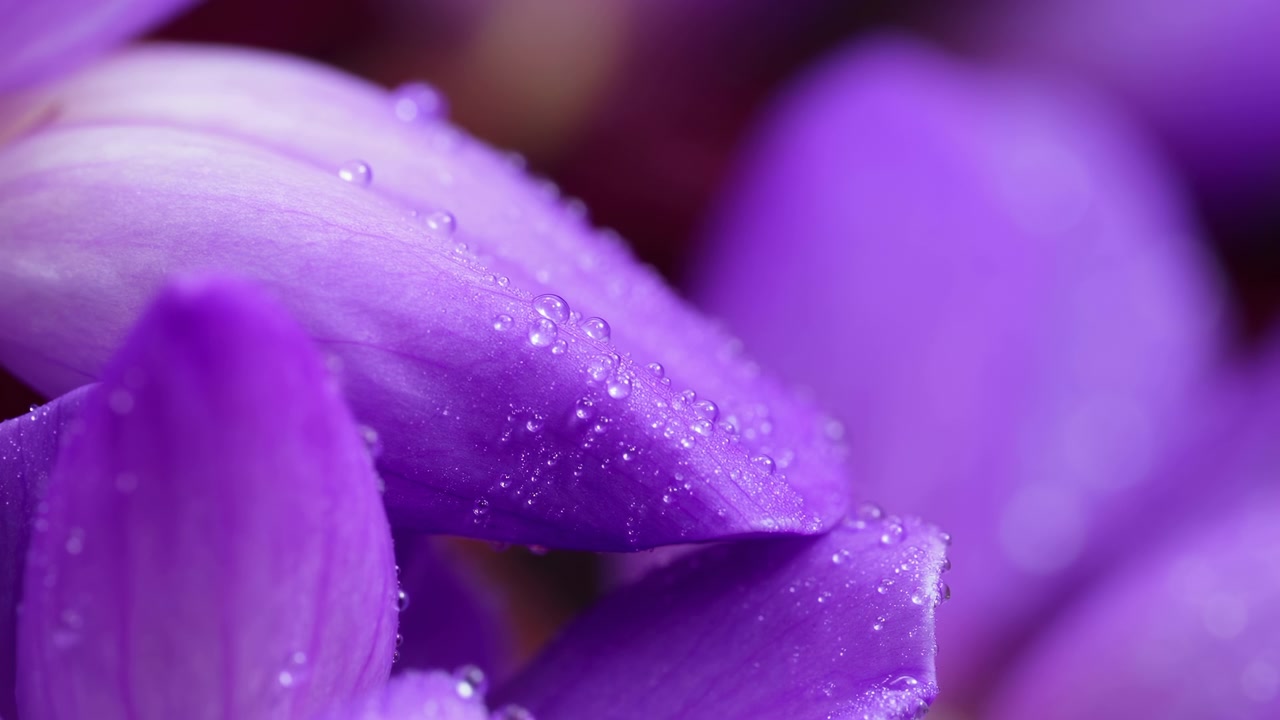 Primer plano macro de pétalo morado con gotas, color saturado intenso y detalle de rocío, textura atractiva y poca profundidad