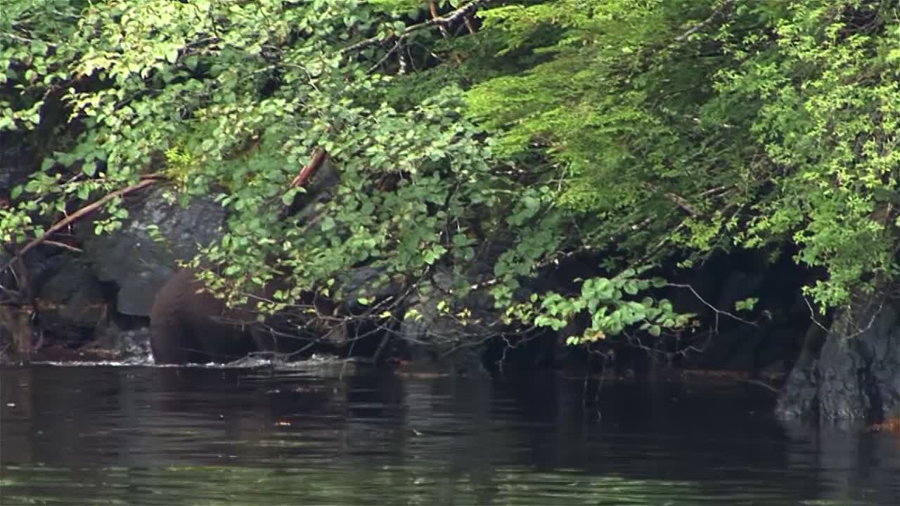 알래스카 강의 얕은 물에 들어가는 흑곰
